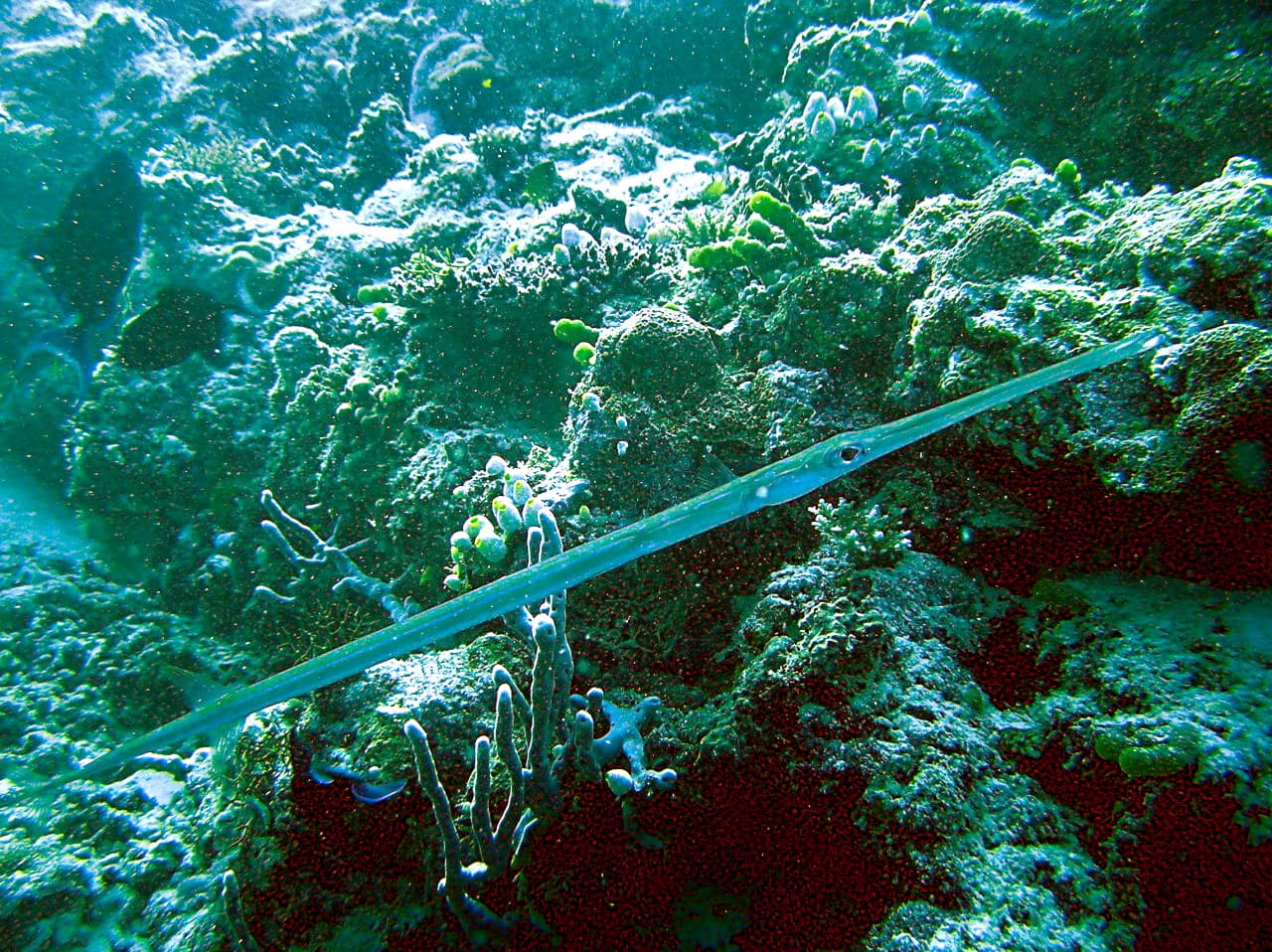 Flute Fish - Fistularia commersonii