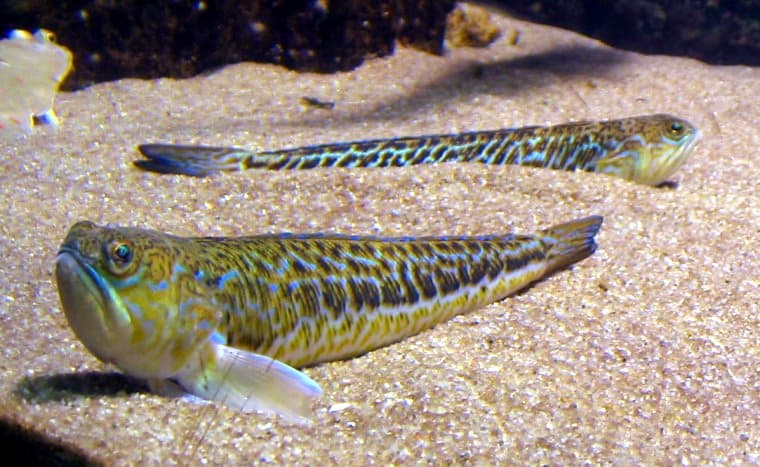 Greater Weever - Trachinus draco