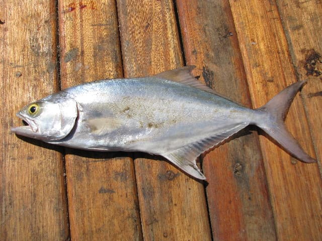Leerfish - Lichia amia