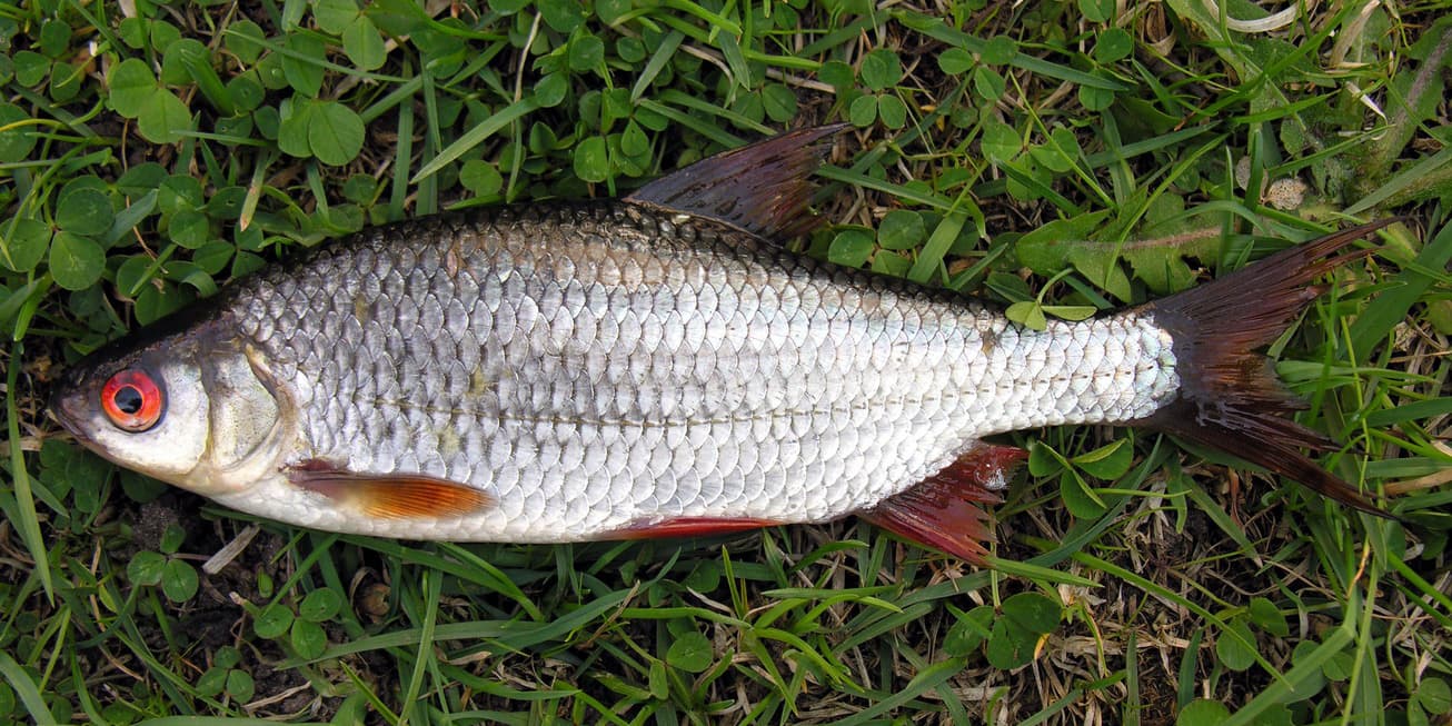 Roach - Rutilus rutilus