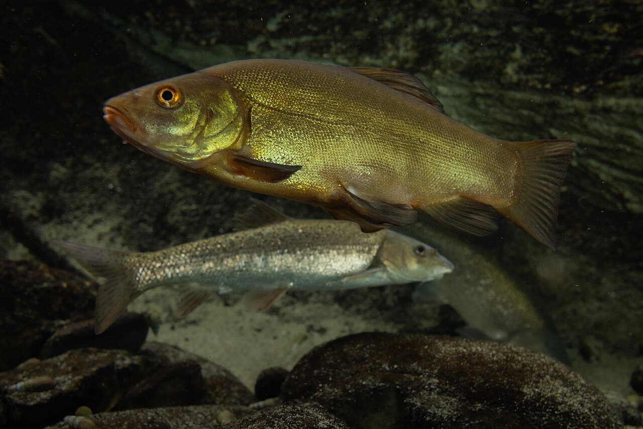 Tench - Tinca tinca